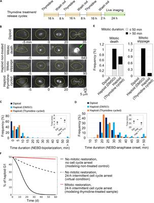 Uncoupling of DNA Replication and Centrosome Duplication Cycles Is a Primary Cause of Haploid Instability in Mammalian Somatic Cells